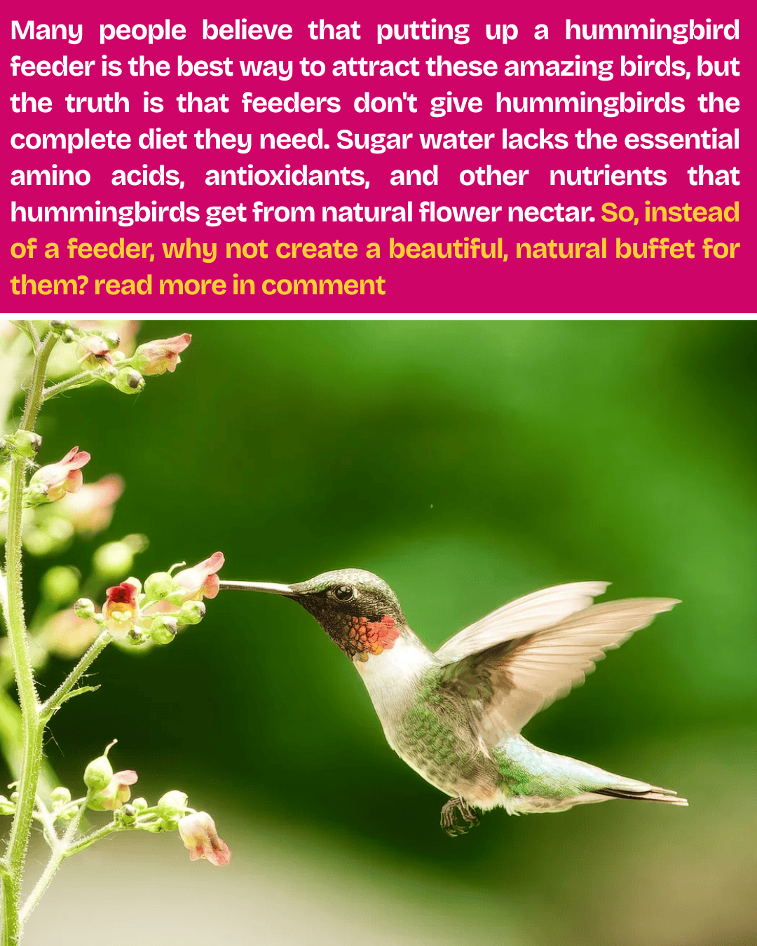 Hummingbird feeders aren't good for hummingbirds. They need more than sugar water. Natural flower nectar gives them amino acids, antioxidants, and real nutrients. Plant bee balm, salvia, Mexican sunflower, or cardinal flowers and let nature do the work.
