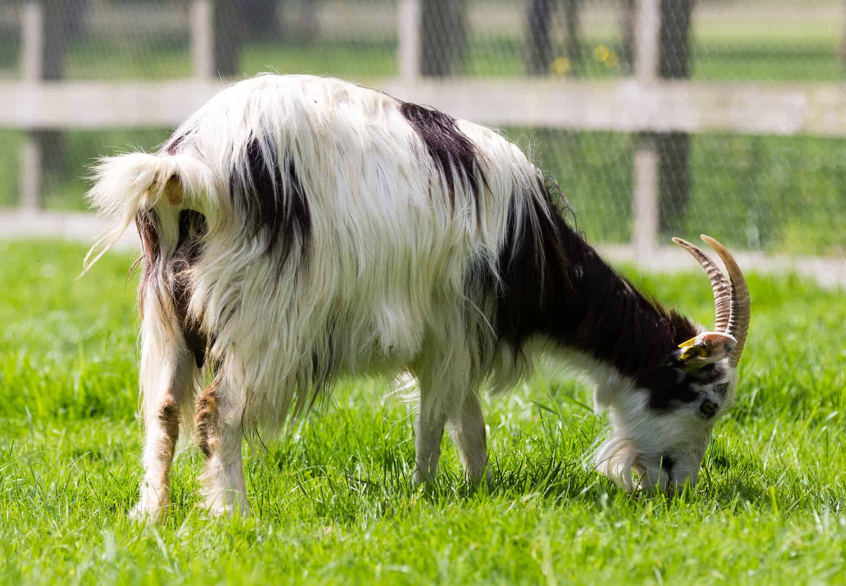 Animals can eat lawn clippings.