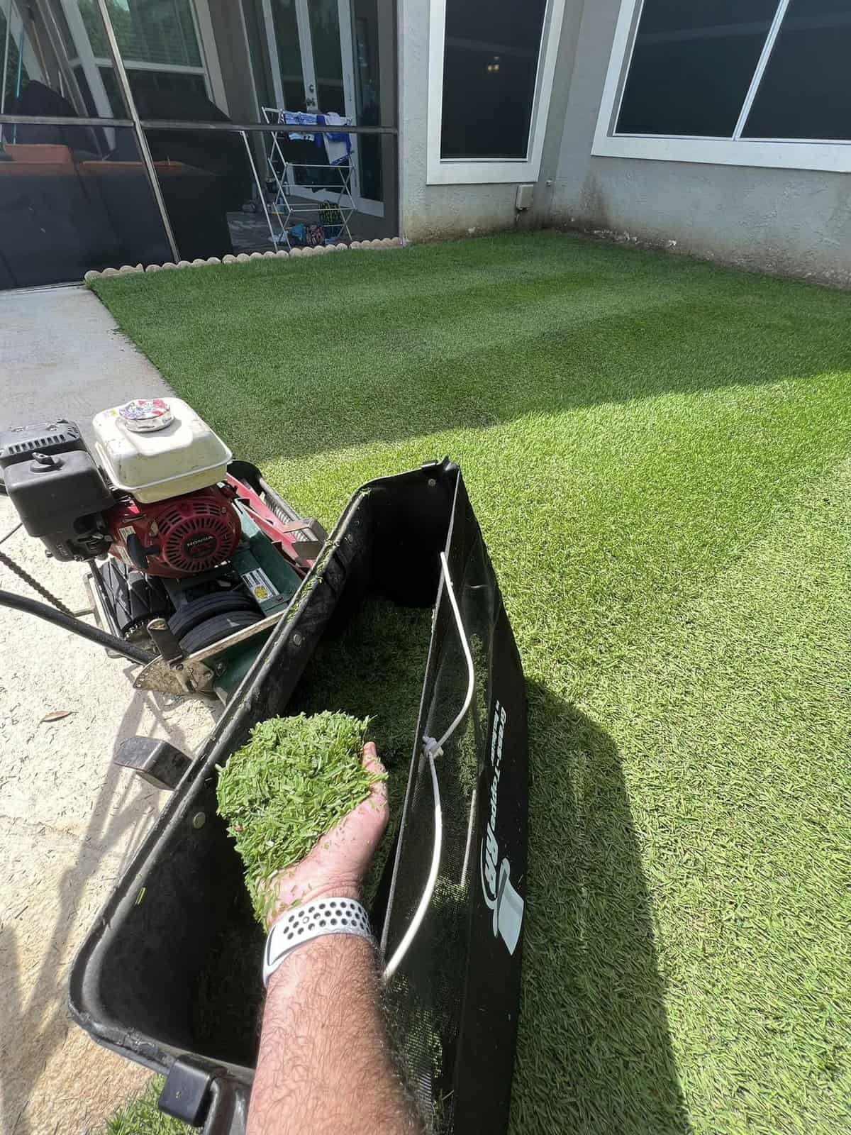 Can Sheep Eat Lawn Mower Clippings The Answer Is Here 