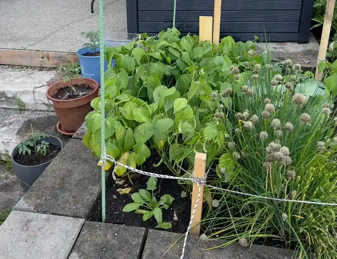 50 USD first-time garden – Gen Z – just vibes