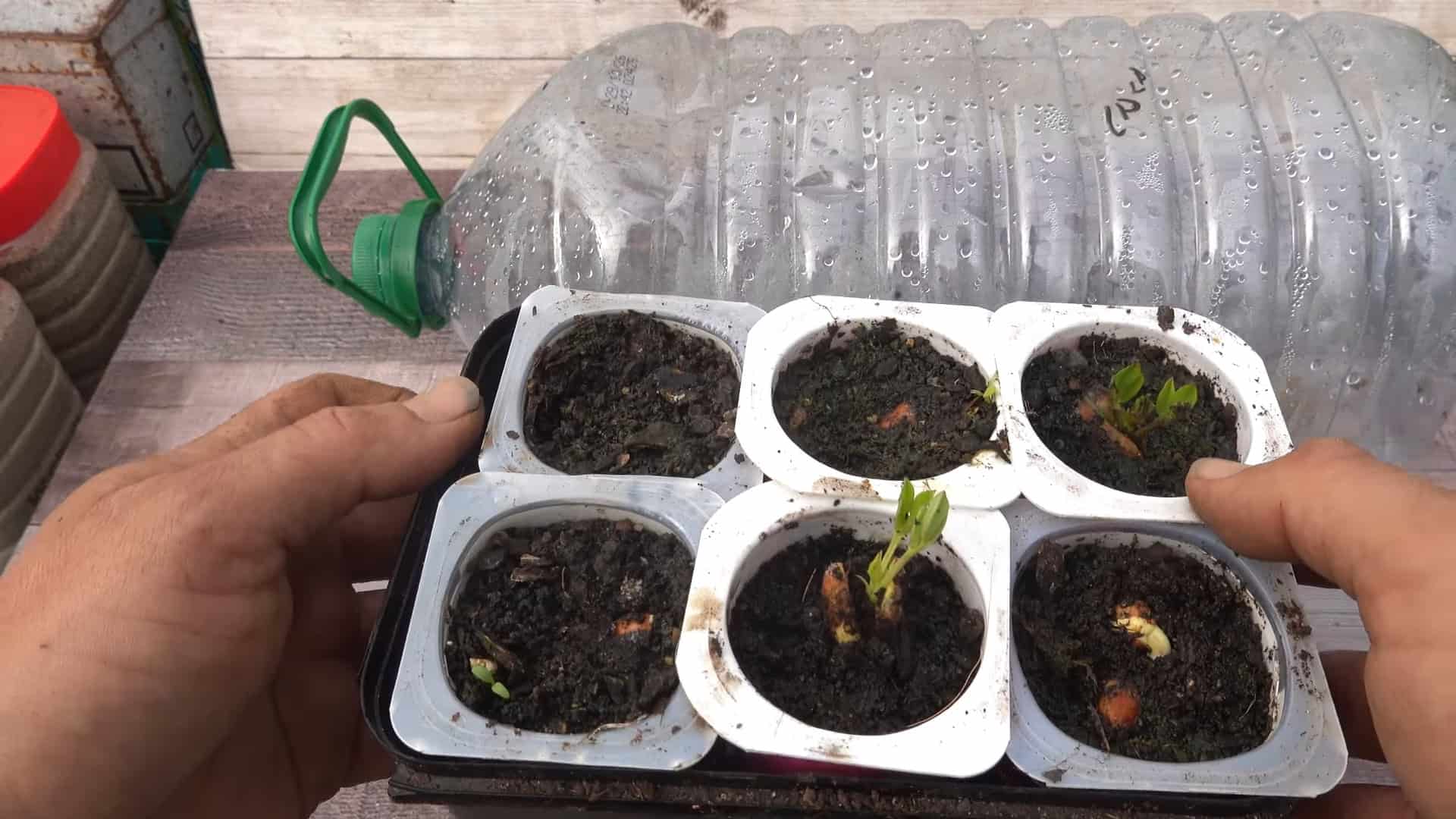 Step-by-Step Peanut Germination Guide for Beginners