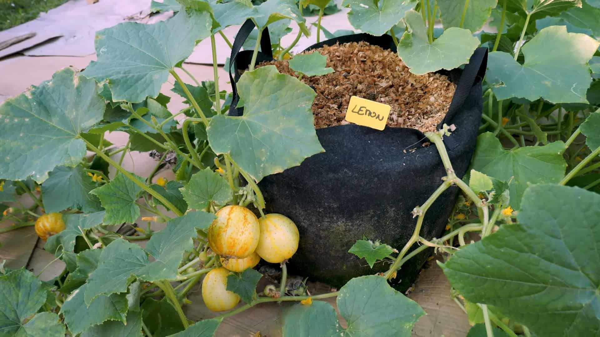 Everything You Need to Know to Grow Lemon Cucumbers at Home