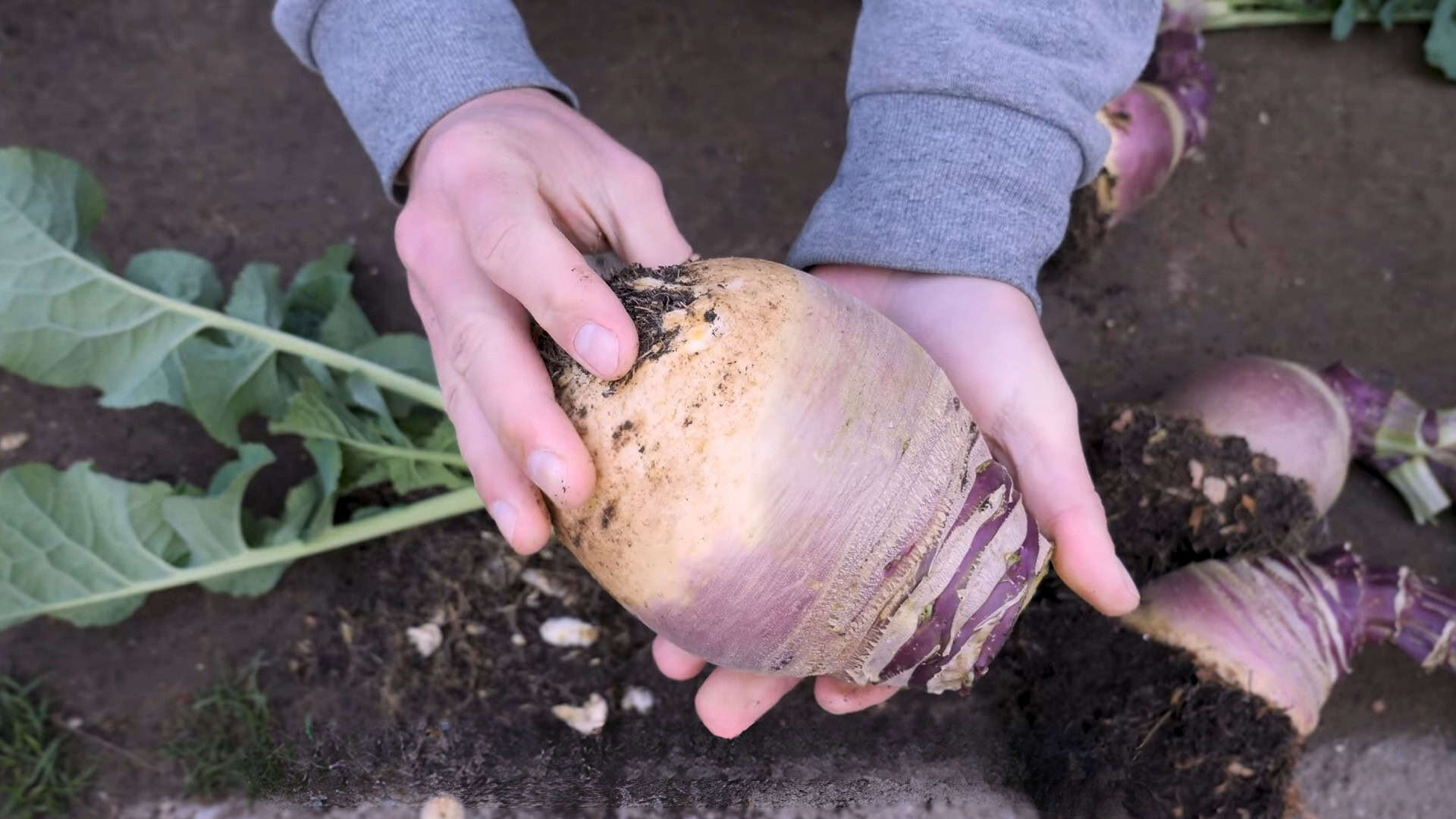 How to Grow Huge Rutabaga or Swede in Containers: Step-by-Step Guide
