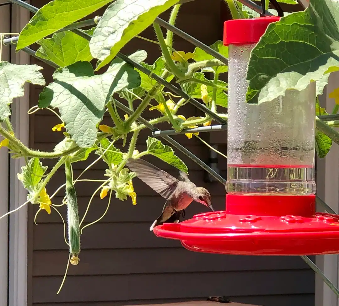 Want to Attract Hummingbirds to Your Yard? Here Is How You Can Do It.