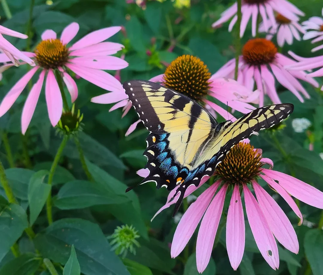 13 varieties in backyard pollinator garden