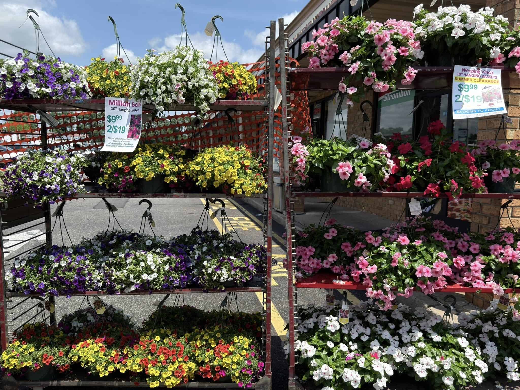 11 plants you should avoid buying at the garden center