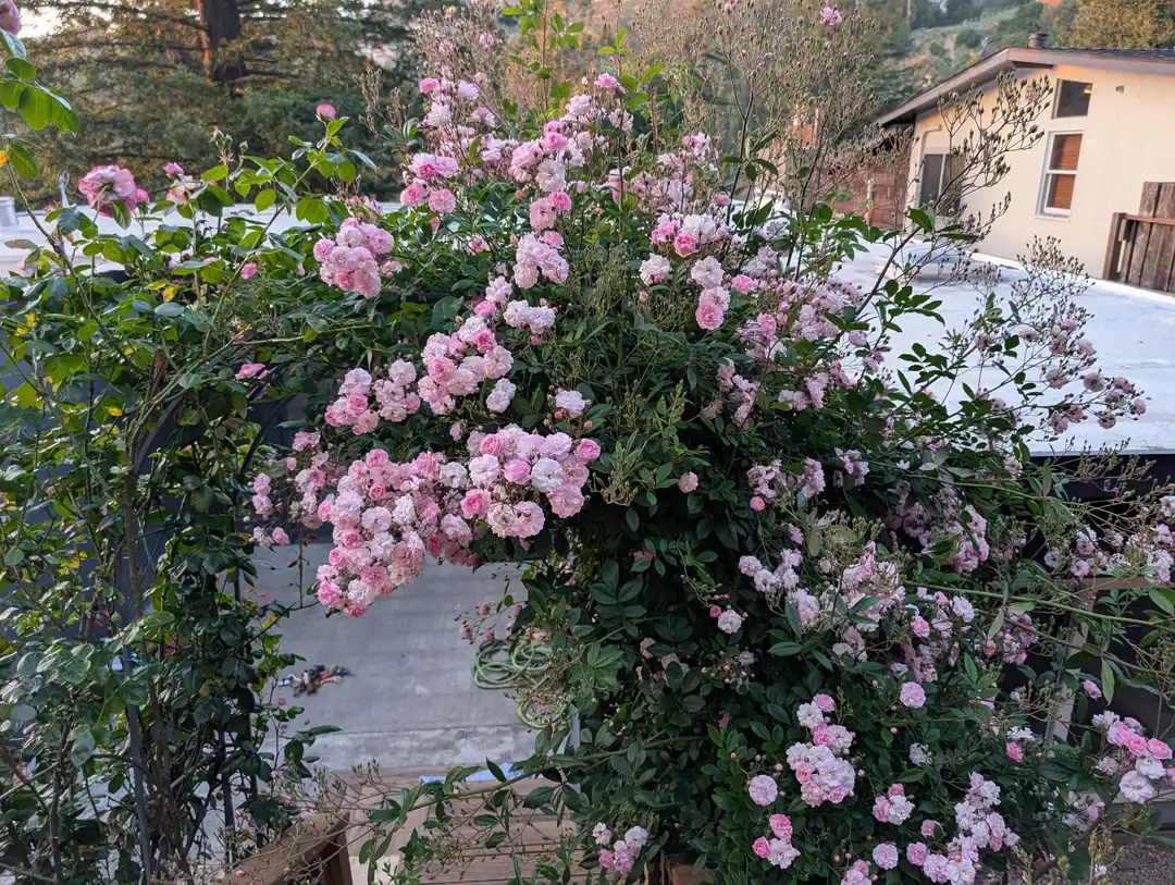 11 plants you should avoid buying at the garden center