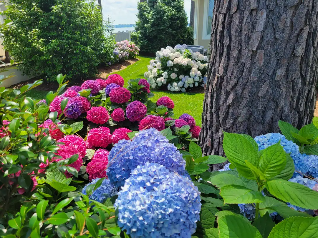 Should You Prune Hydrangeas In The Fall? Fall Hydrangea Pruning Guide