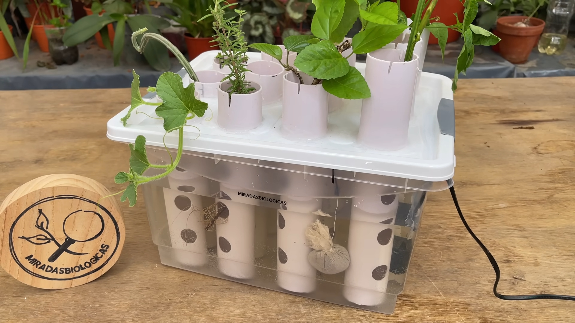 DIY Rooting Machine for Fast Cuttings: Full Step-by-Step Guide