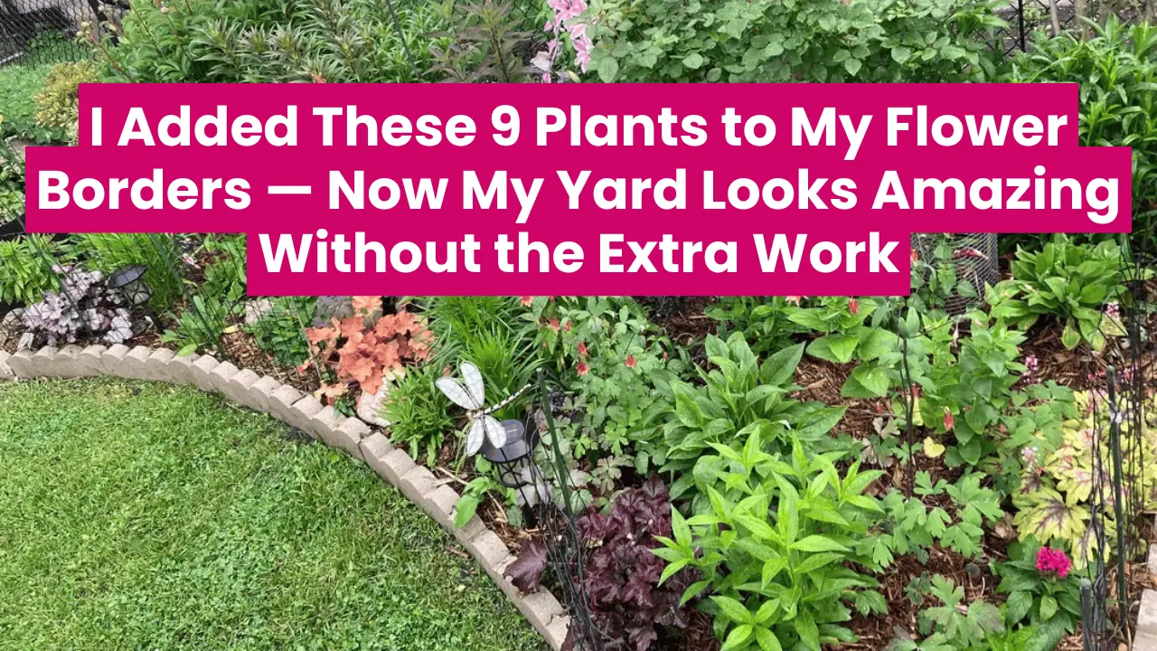 Flower Borders Plants With Minimal Care