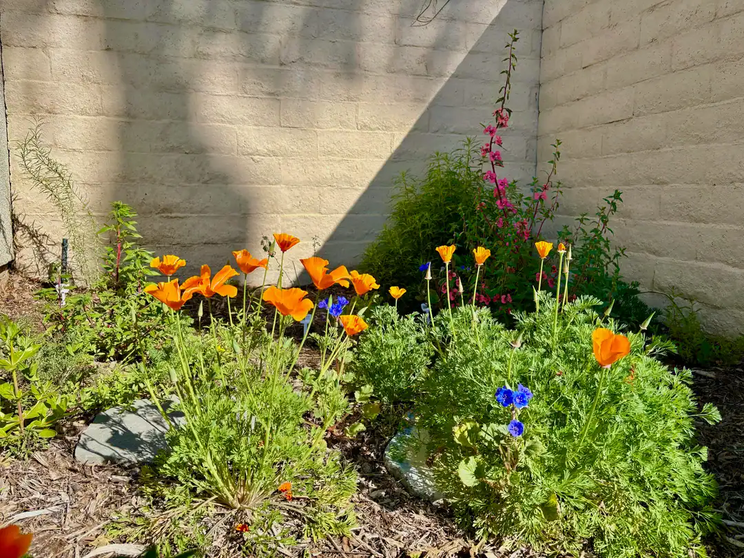 10 Perennials That Look GREAT In The HEAT!