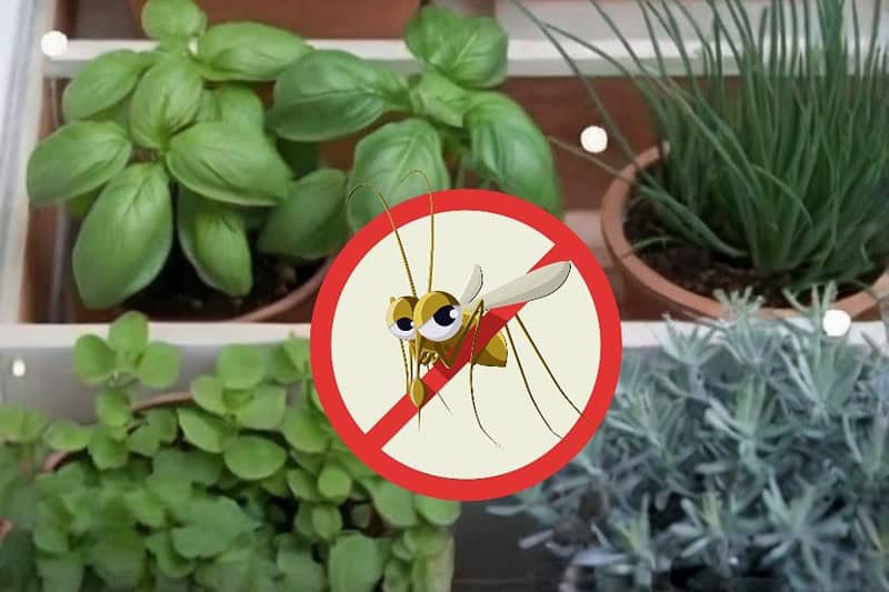 10 Plants That Keep Mosquitoes And Flies Away