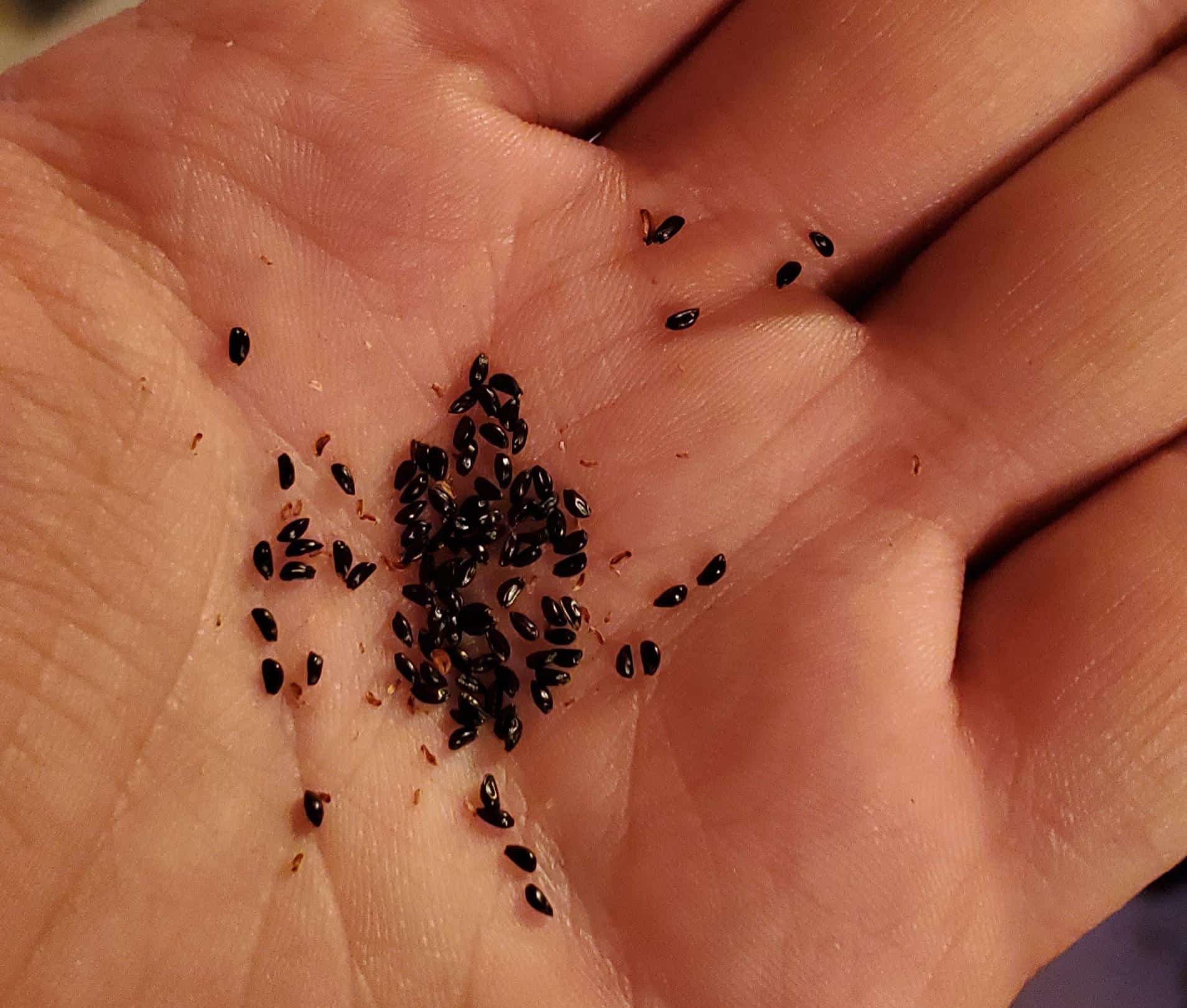 Collecting Perennial Seeds In August – Sow Them Now Or Later!
