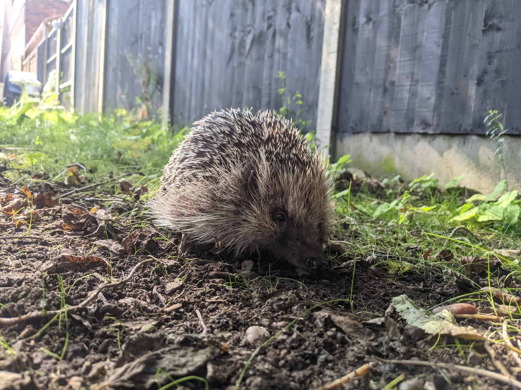 Don’t Miss Out! Essential Tips on How To Help Hedgehogs