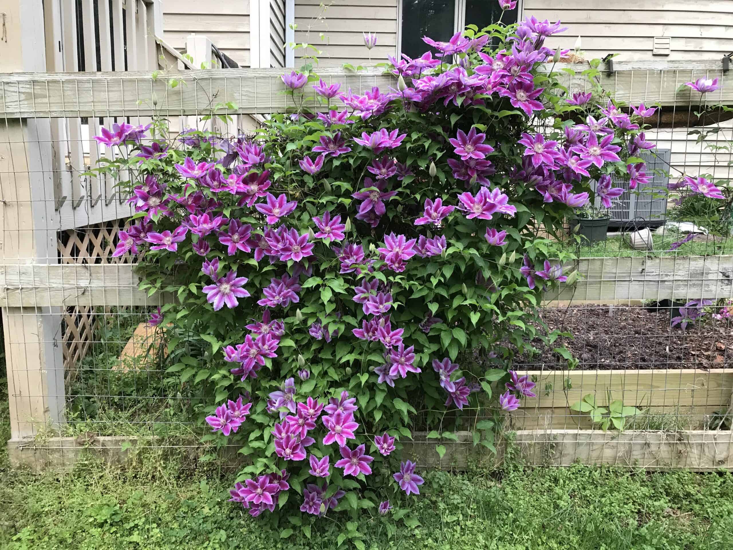 5 Surprising Tips for Growing Clematis Beautiful Vines!