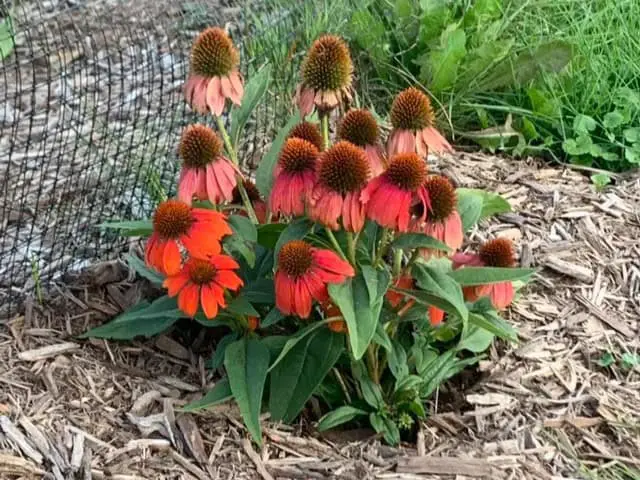 15 Perennials You Should Never Cut Back In Fall