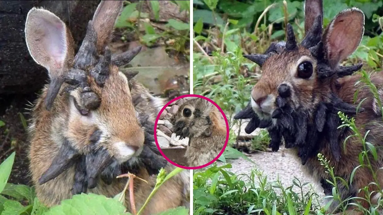 Colorado’s “Horned Rabbits” Linked to Long-Known Virus