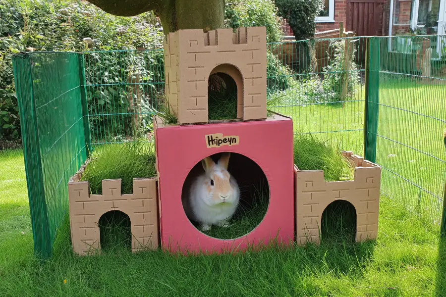 23 Garden Rabbit Playground Ideas for Happy and Active Bunnies