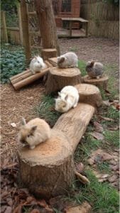 23 Garden Rabbit Playground Ideas for Happy and Active Bunnies