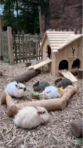 23 Garden Rabbit Playground Ideas for Happy and Active Bunnies