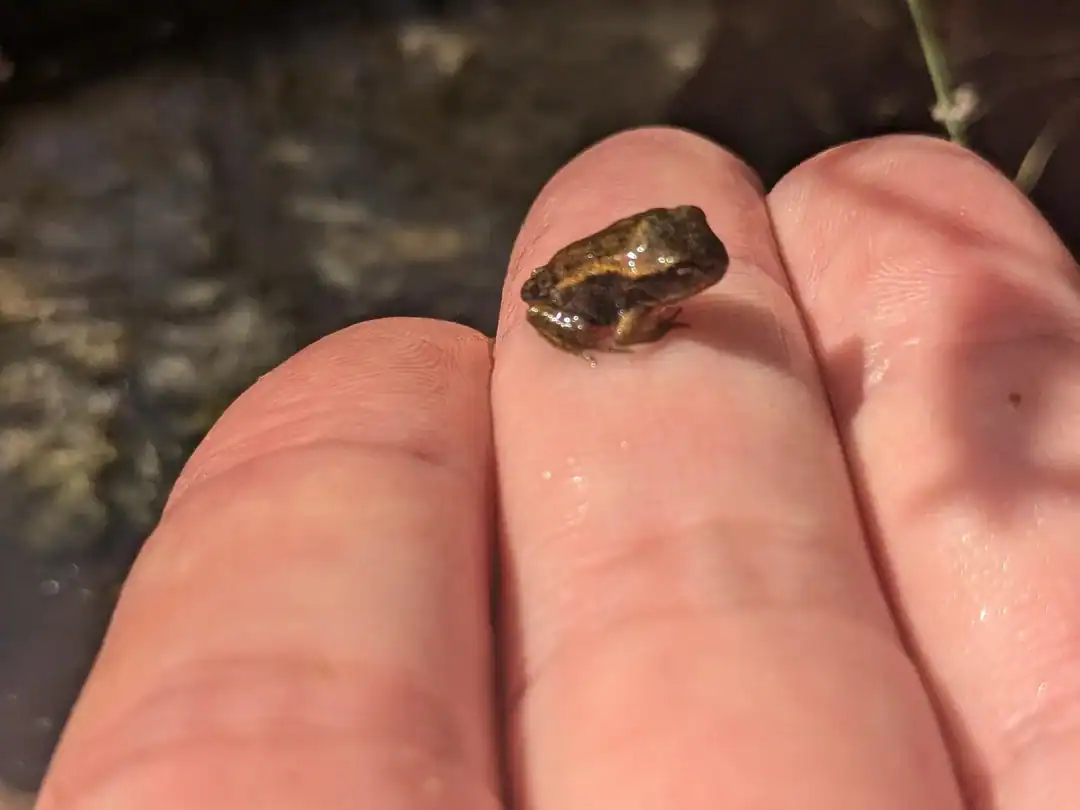 How To Help Reptiles And Amphibians In Your Garden