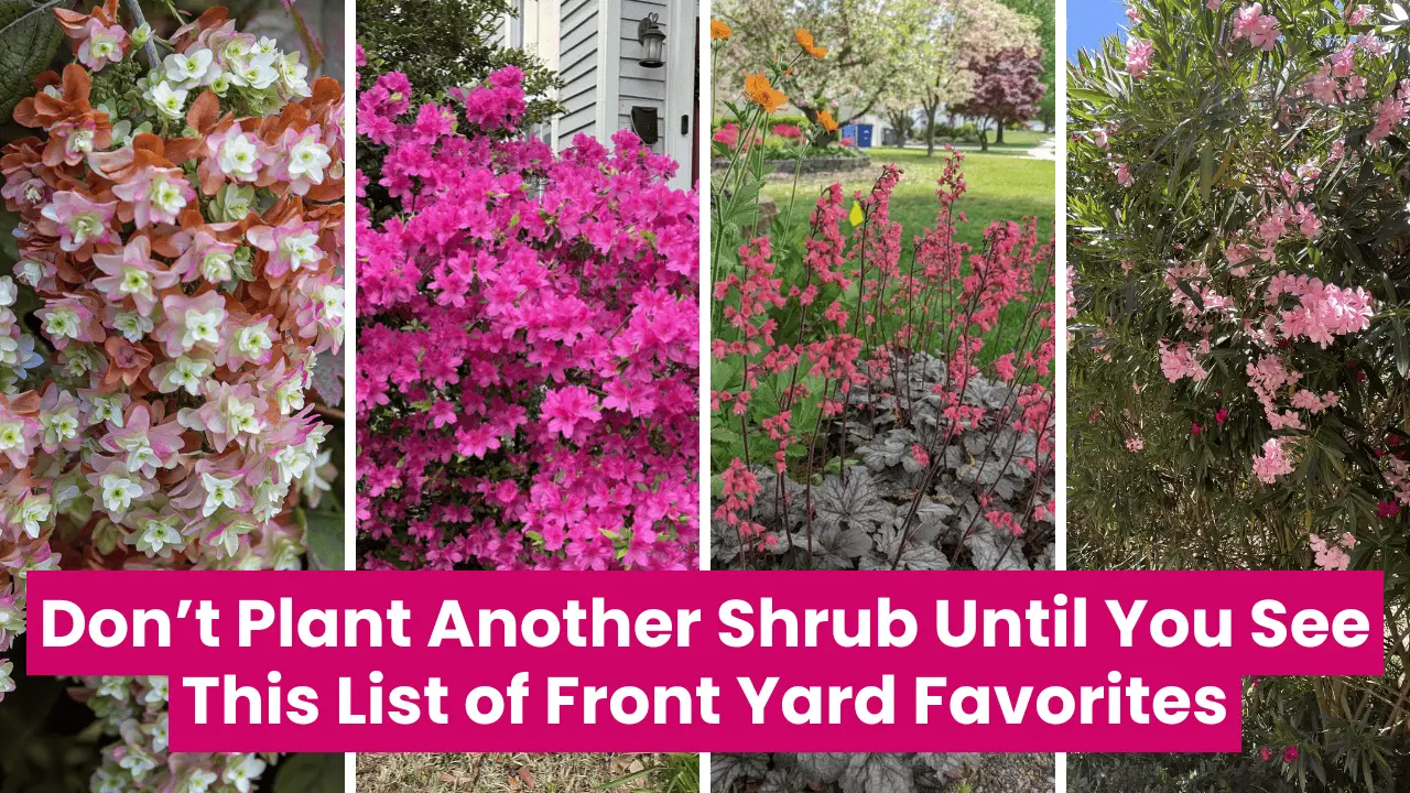 Top 10 Front Yard Plants for Instant Curb Appeal