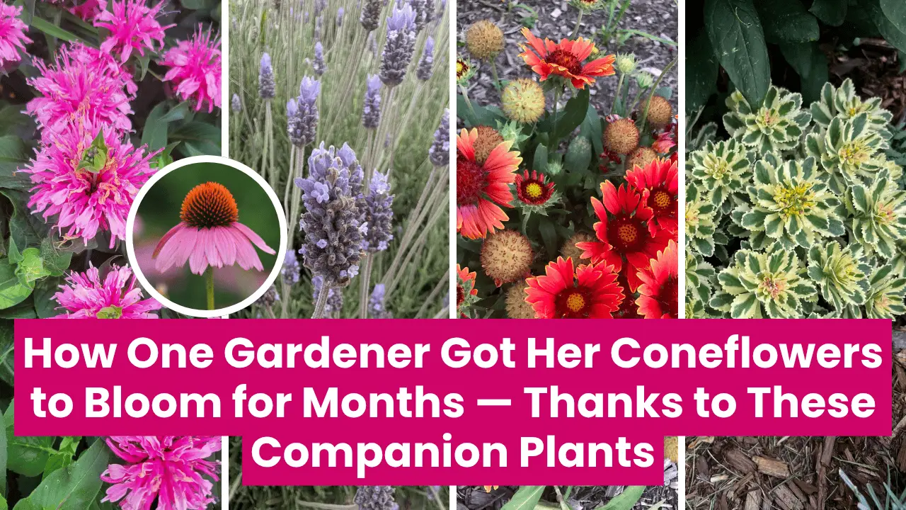 Top Companion Plants for Coneflowers (For a Longer Bloom Season)