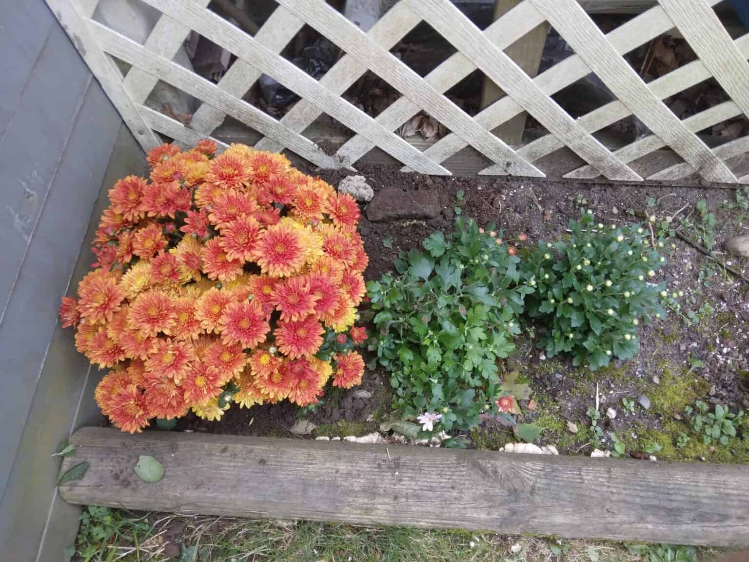 20 Fall Landscape Front Yard Garden Ideas