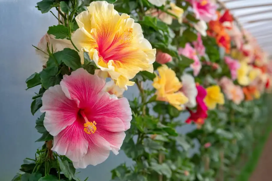 29 Flower Garden Ideas To Brighten Your Outdoor Space
