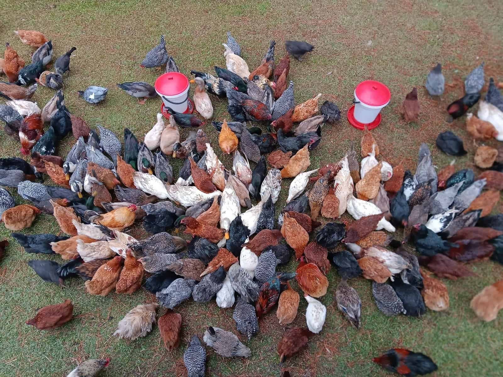 The Real Cost (and Joy) of Raising Backyard Chickens